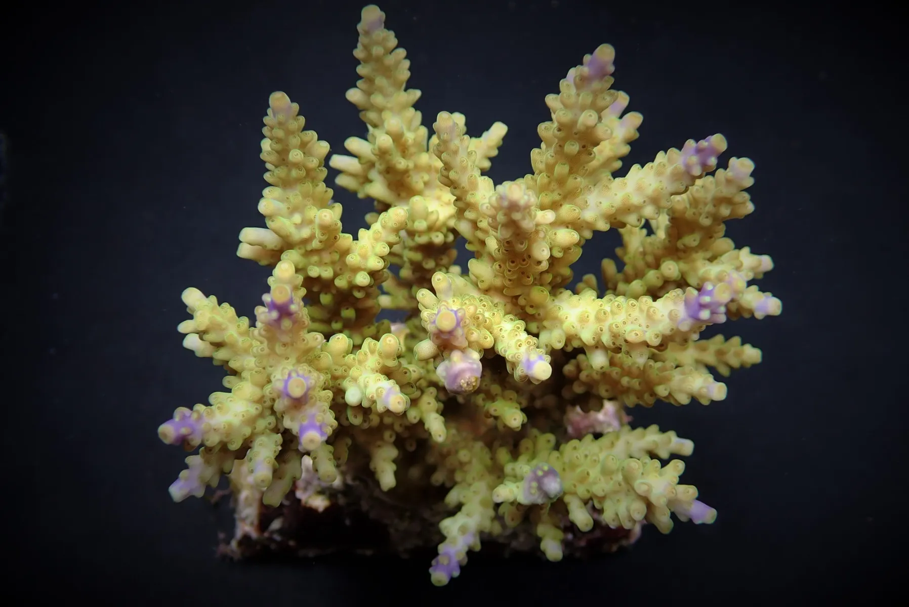 Acropora cerealis | M