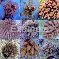 Coral pack - Acropora (Common) (Large) (10 pcs) | L