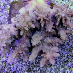 Acropora spp. (Coral Sea) (Common) | XL
