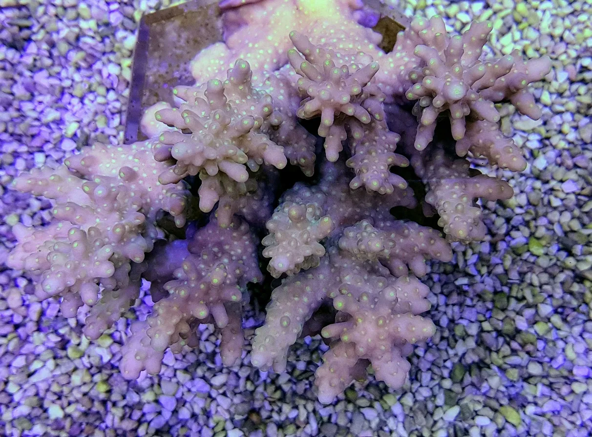 Acropora spp. (Coral Sea) (Common) | XL