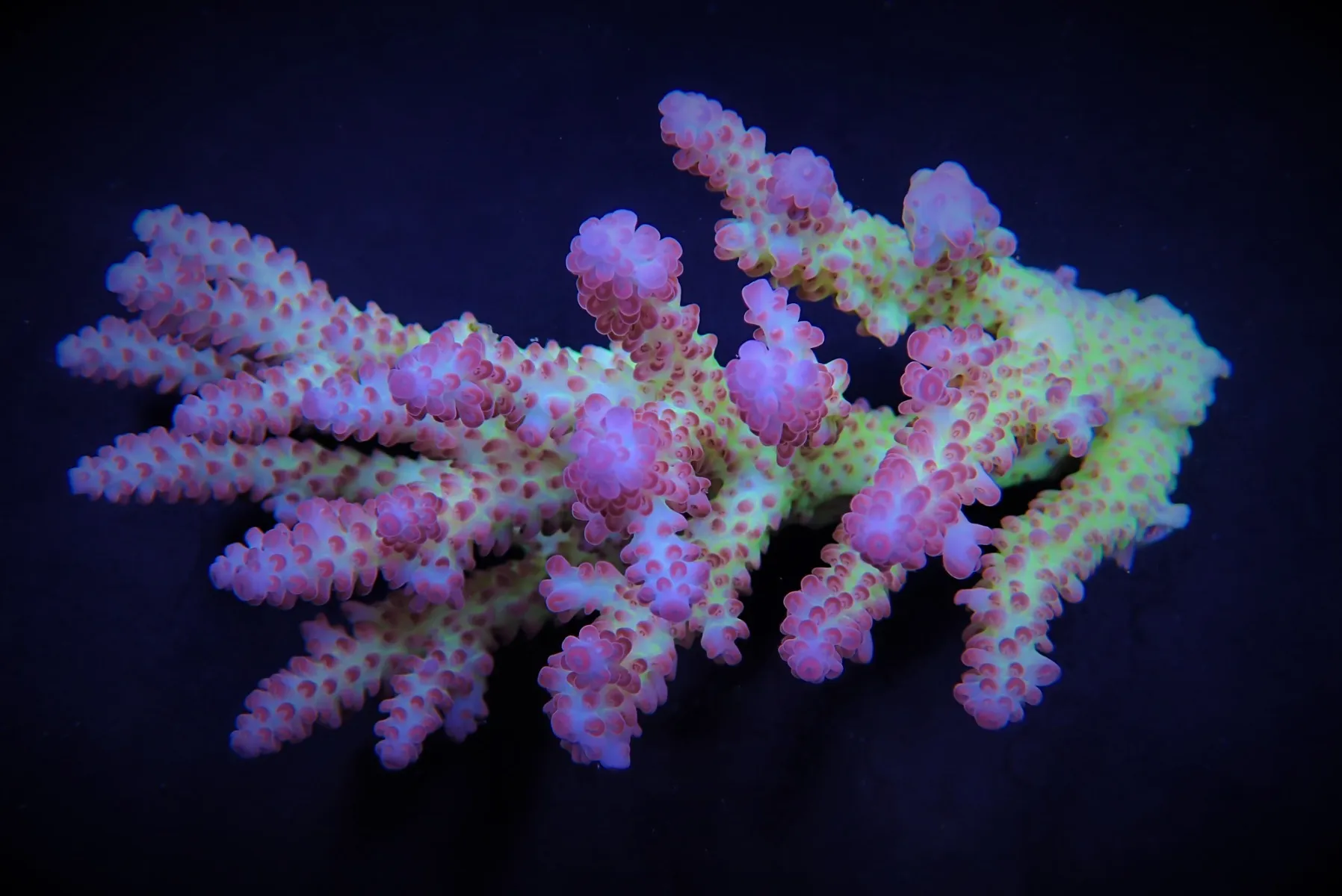 Acropora spp. (Coral Sea) (Ultra) | XXL