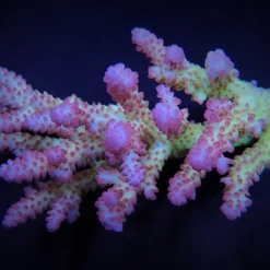 Acropora spp. (Coral Sea) (Ultra) | M