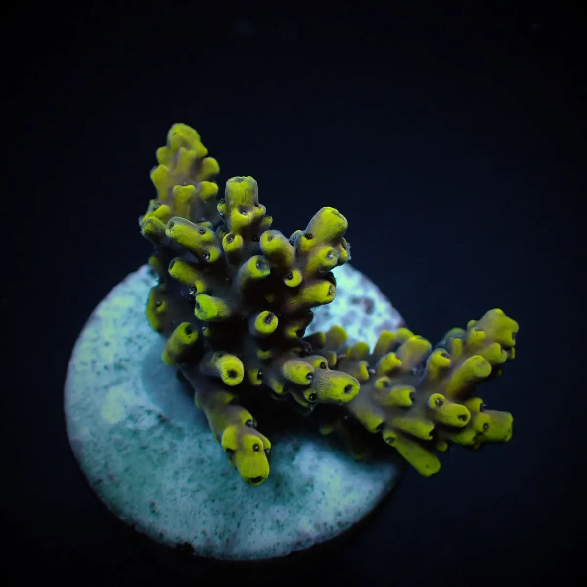 Acropora cytherea (frag) | FRAG