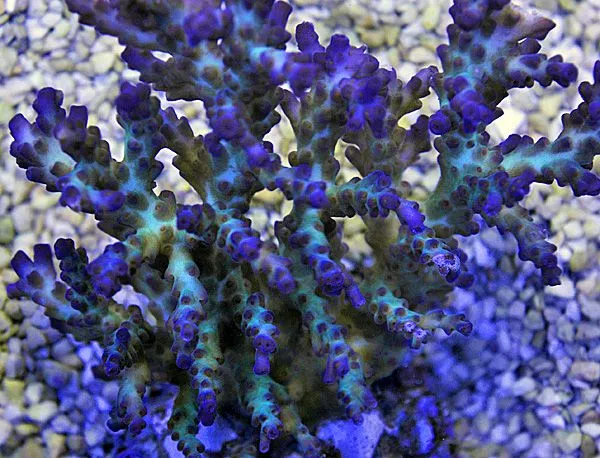 Acropora desalwii | XL