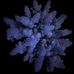 Acropora digitifera | FRAG