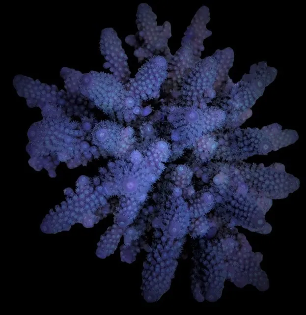 Acropora digitifera | XL