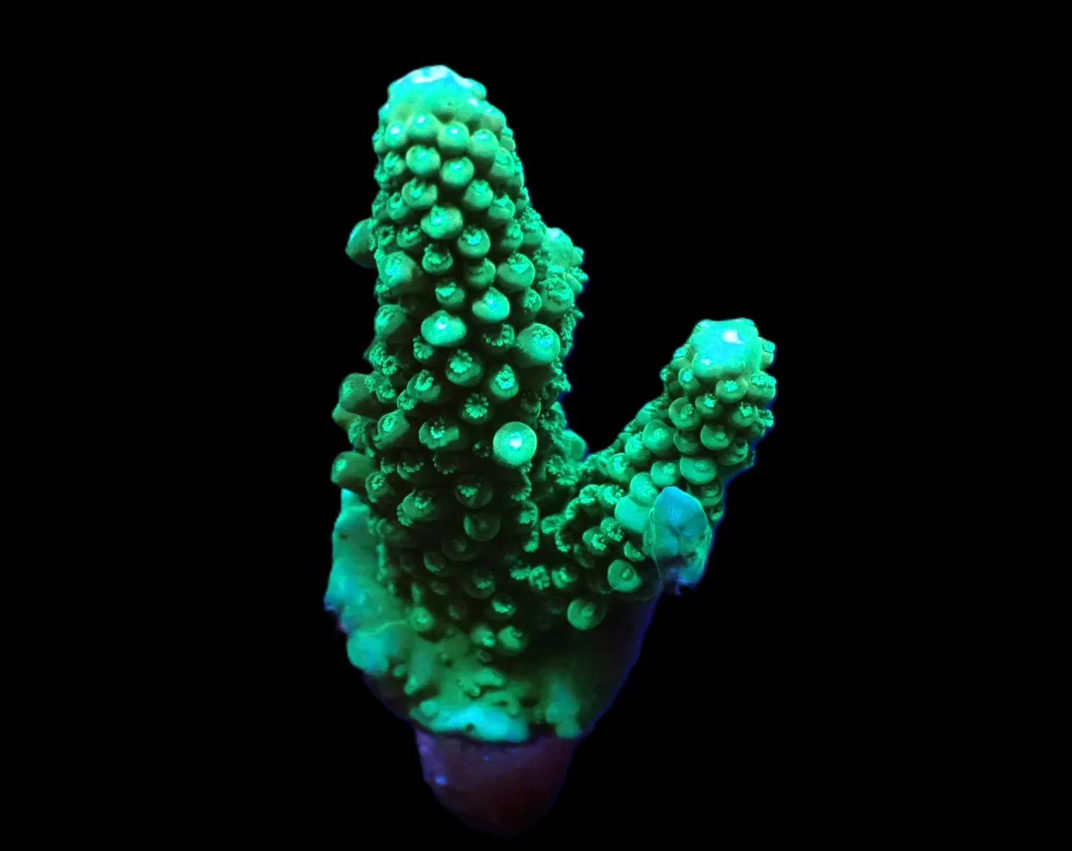 Acropora digitifera (frag) | FRAG