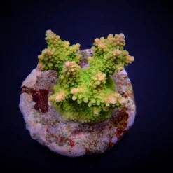 Acropora divaricata | XL