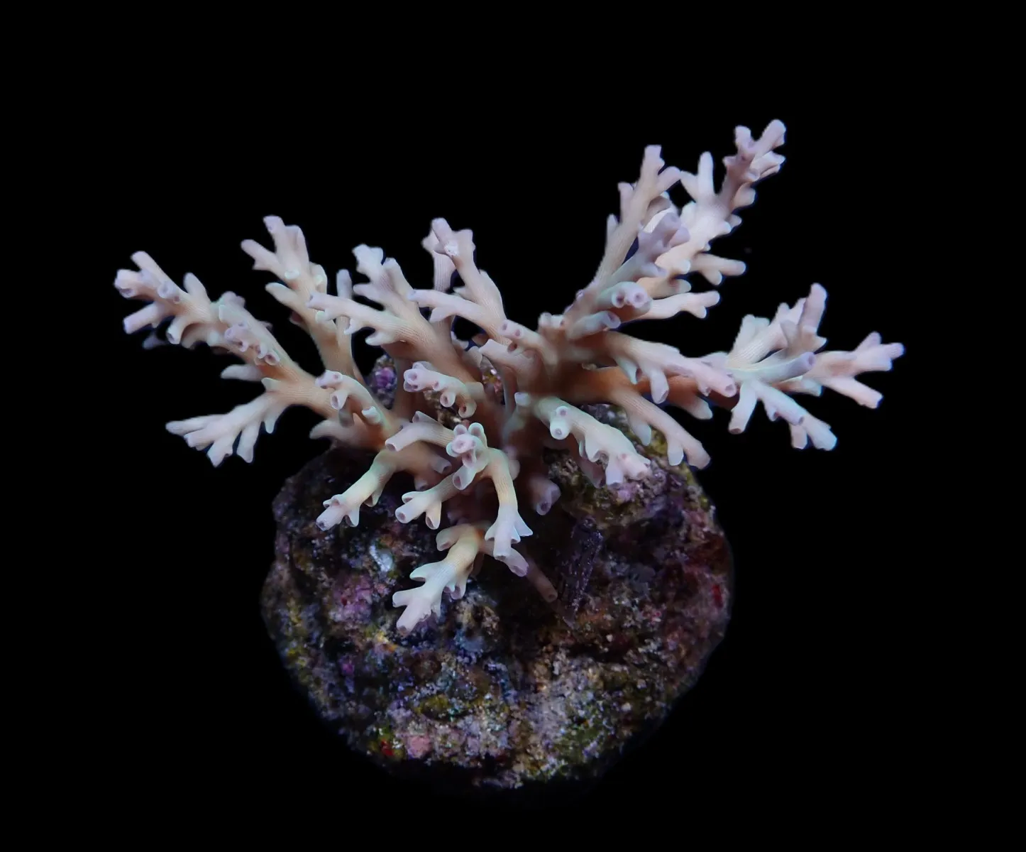Acropora echinata | FRAG