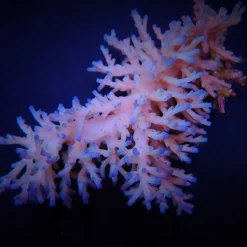 Acropora echinata (Ice fire) | M