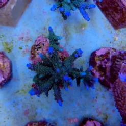 Acropora formosa (Blue) | L