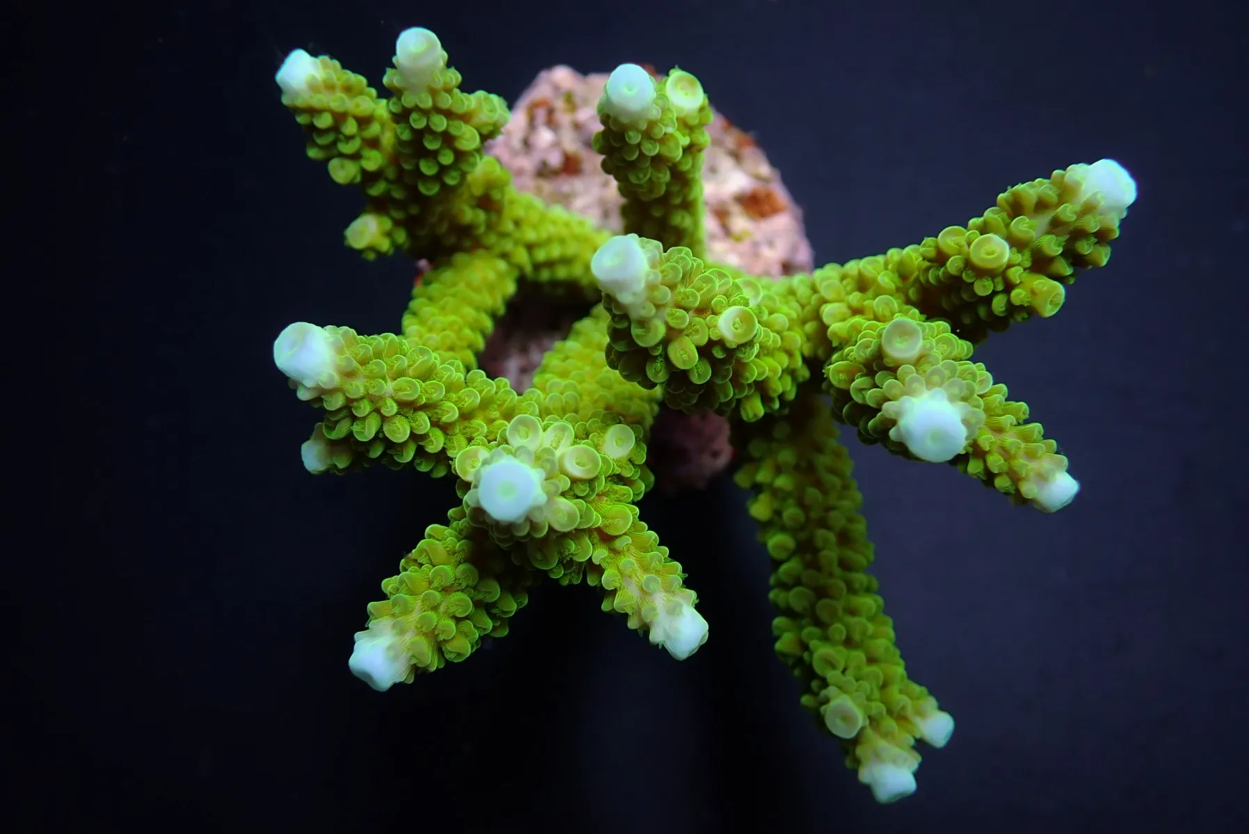 Acropora formosa (Blue tip) | FRAG