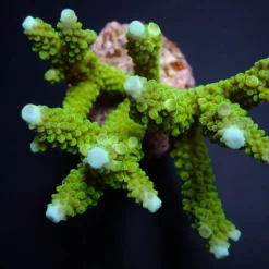 Acropora formosa (Blue tip) | L