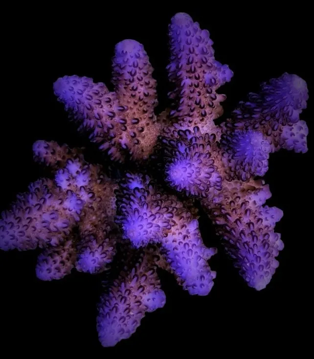 Acropora gemmifera | S