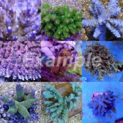 Coral pack - Acropora (Premium) (Small) (5 pcs) | S