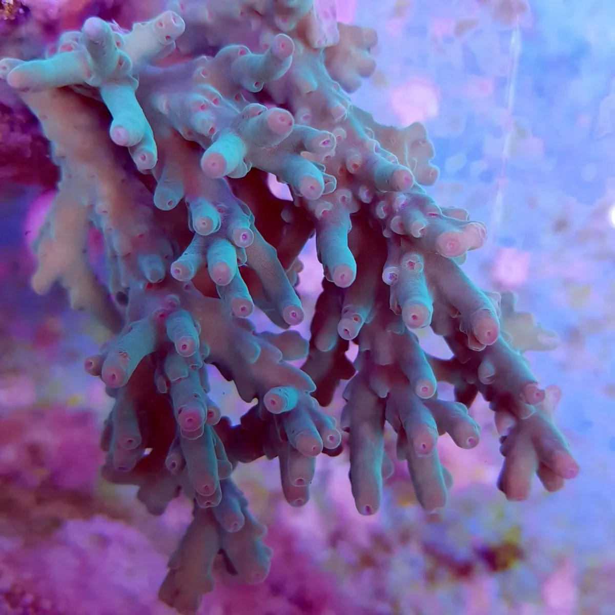 Acropora granulosa | L