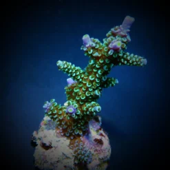 Acropora hoeksemai | S