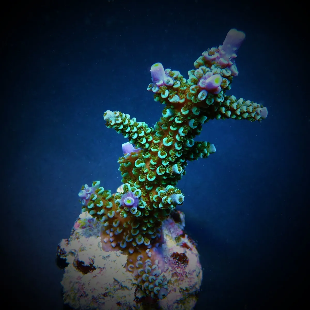 Acropora hoeksemai | S