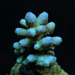 Acropora humilis (Blue) | XL