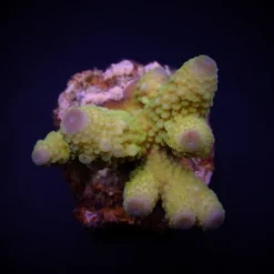 Acropora humilis (Green) | L