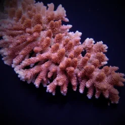 Acropora hyacinthus | S