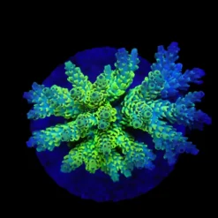 Acropora latistella (Wolverine) (M) f 377