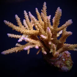 Acropora loisetteae | XL