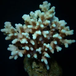 Acropora lokani | L