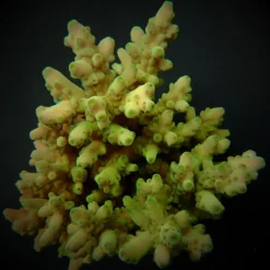 Acropora loripes | T