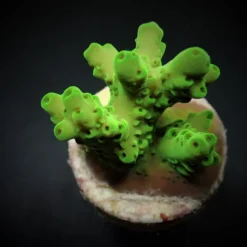 Acropora loripes (frag) | FRAG