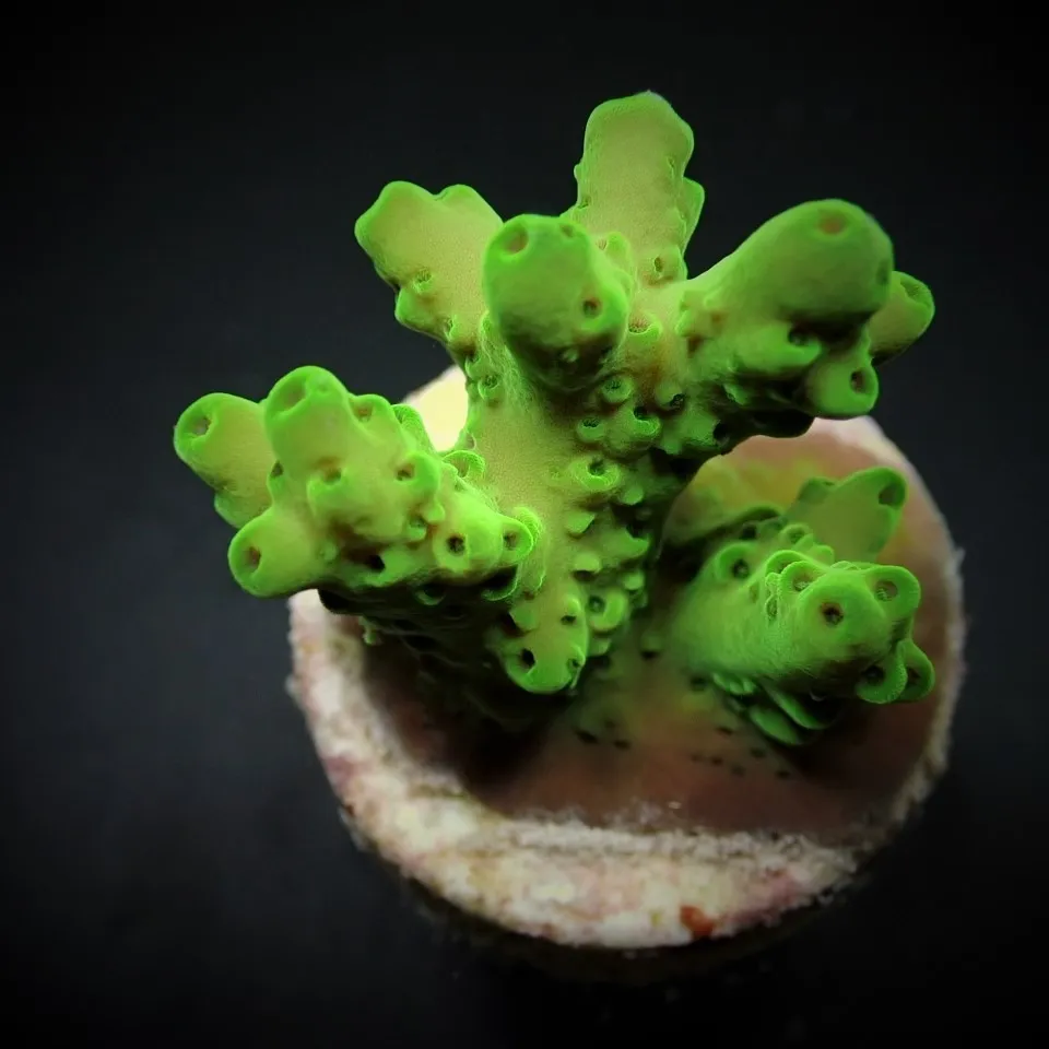 Acropora loripes (frag) | FRAG