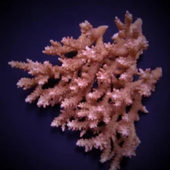 Acropora microclados | XL