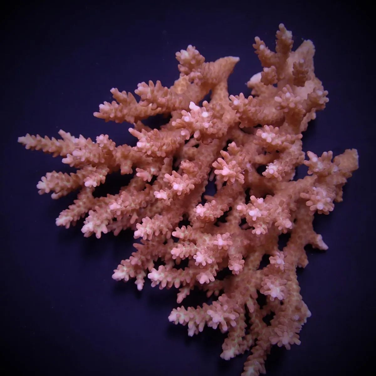 Acropora microclados | XL