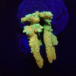Acropora millepora (Sunset) (M) f 012