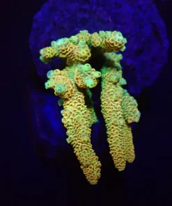 Acropora millepora (Sunset) (M) f 012