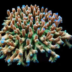 Acropora millepora (Sunset) (Show Size) sps 256 | All sizes
