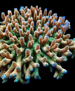 Acropora millepora (Sunset) (Show Size) sps 256 | All sizes