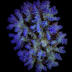 Acropora nana | M
