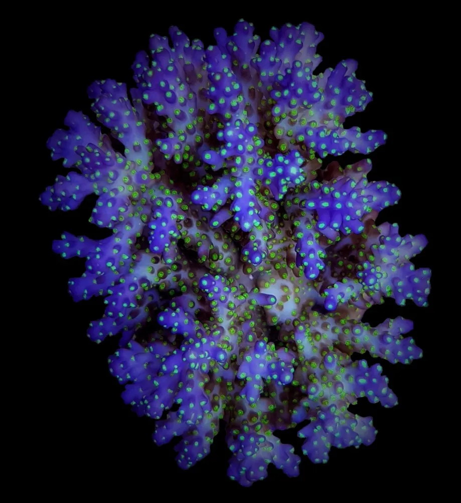 Acropora nana | L