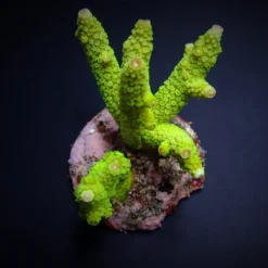Acropora papillare | T