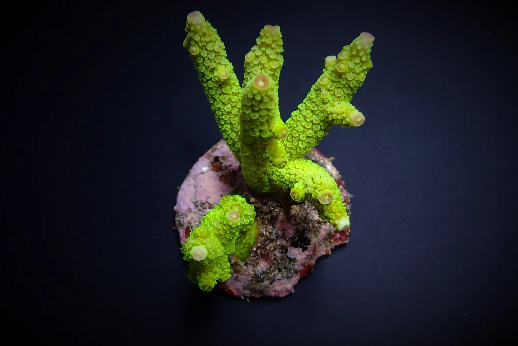 Acropora papillare | L