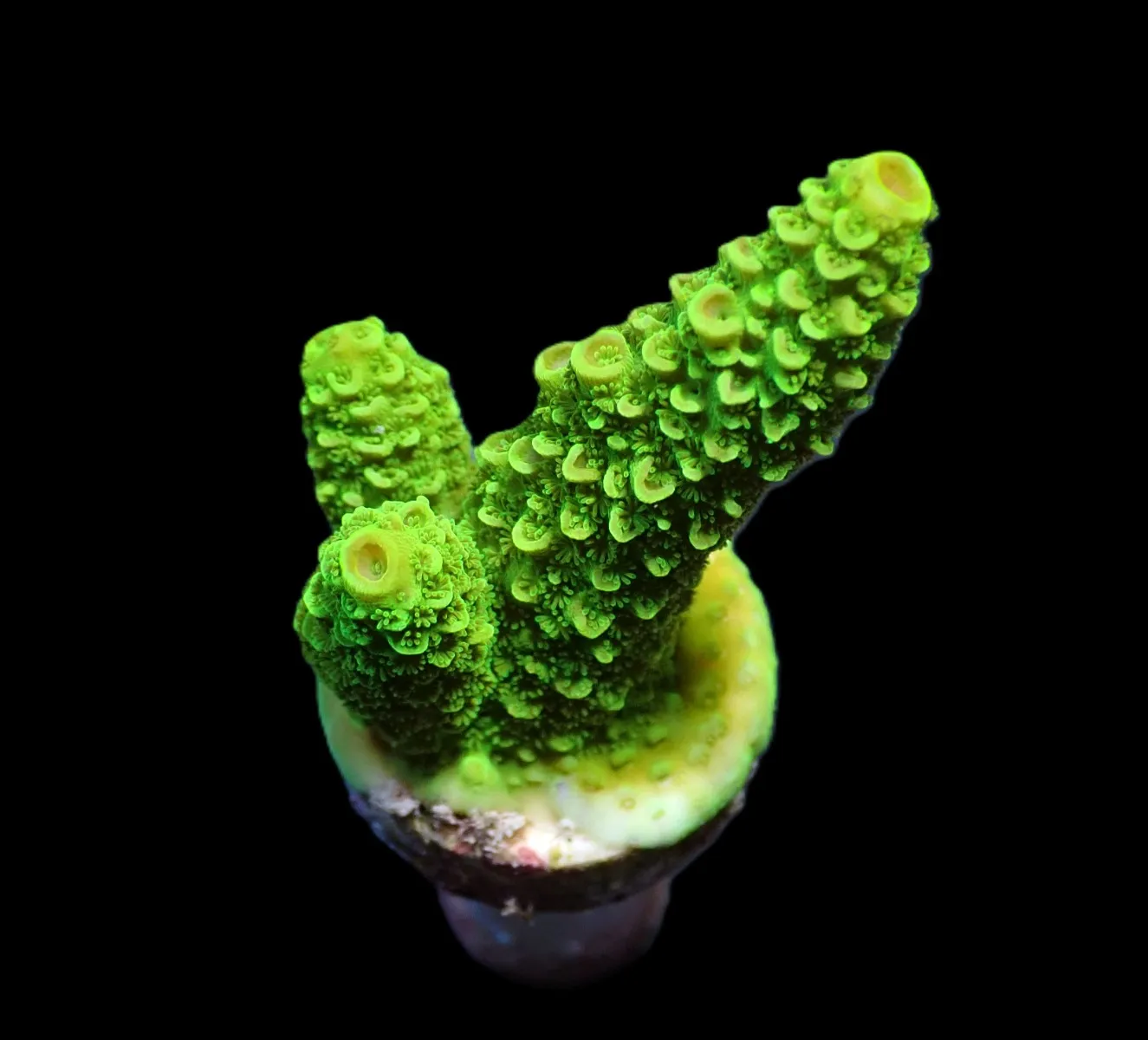 Acropora papillare (frag) | FRAG