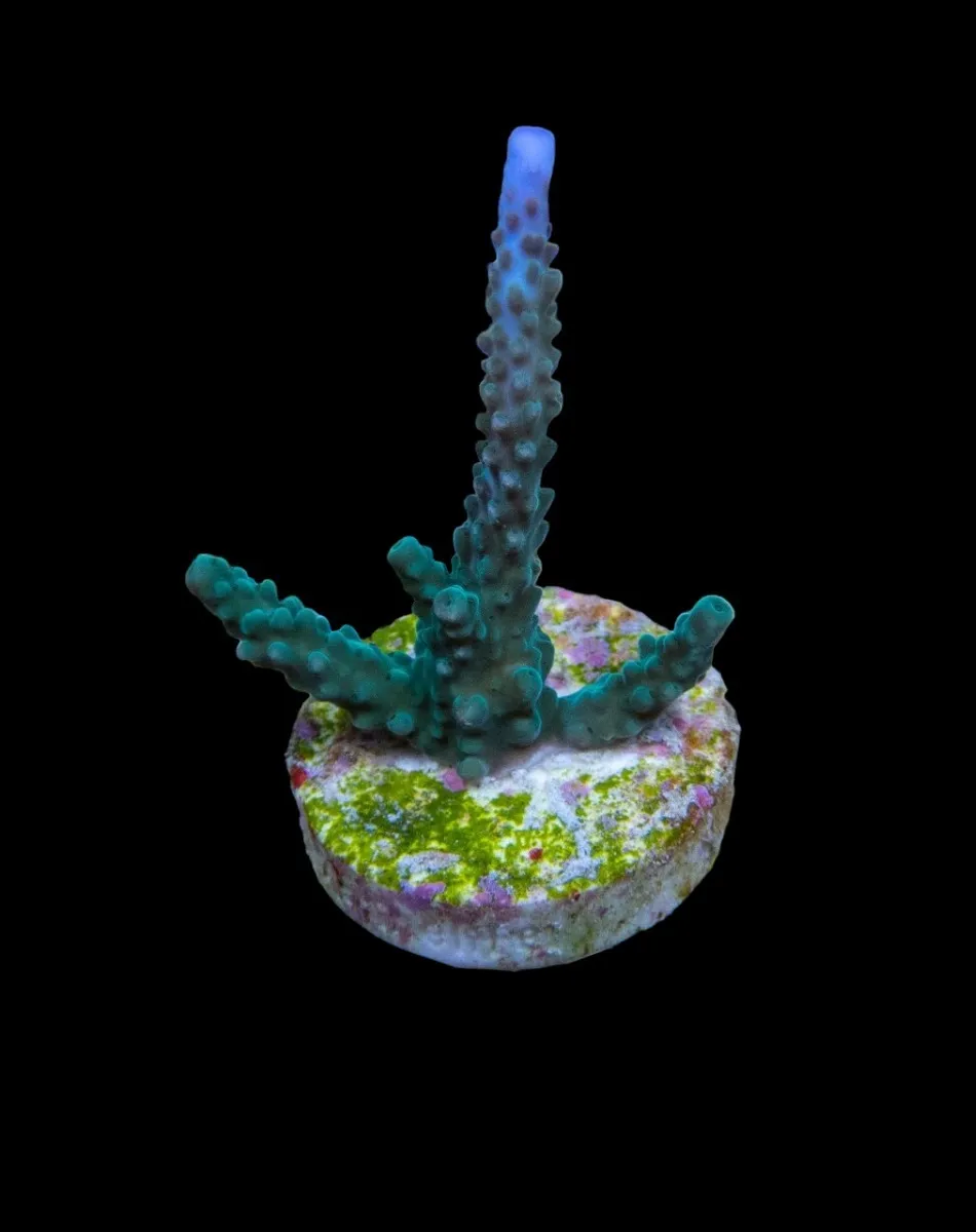 Acropora parilis (frag) | FRAG