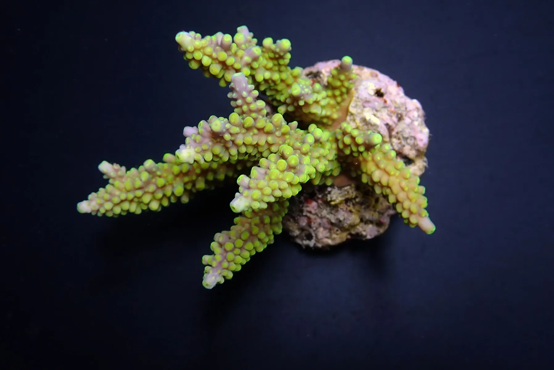 Acropora secale | XL