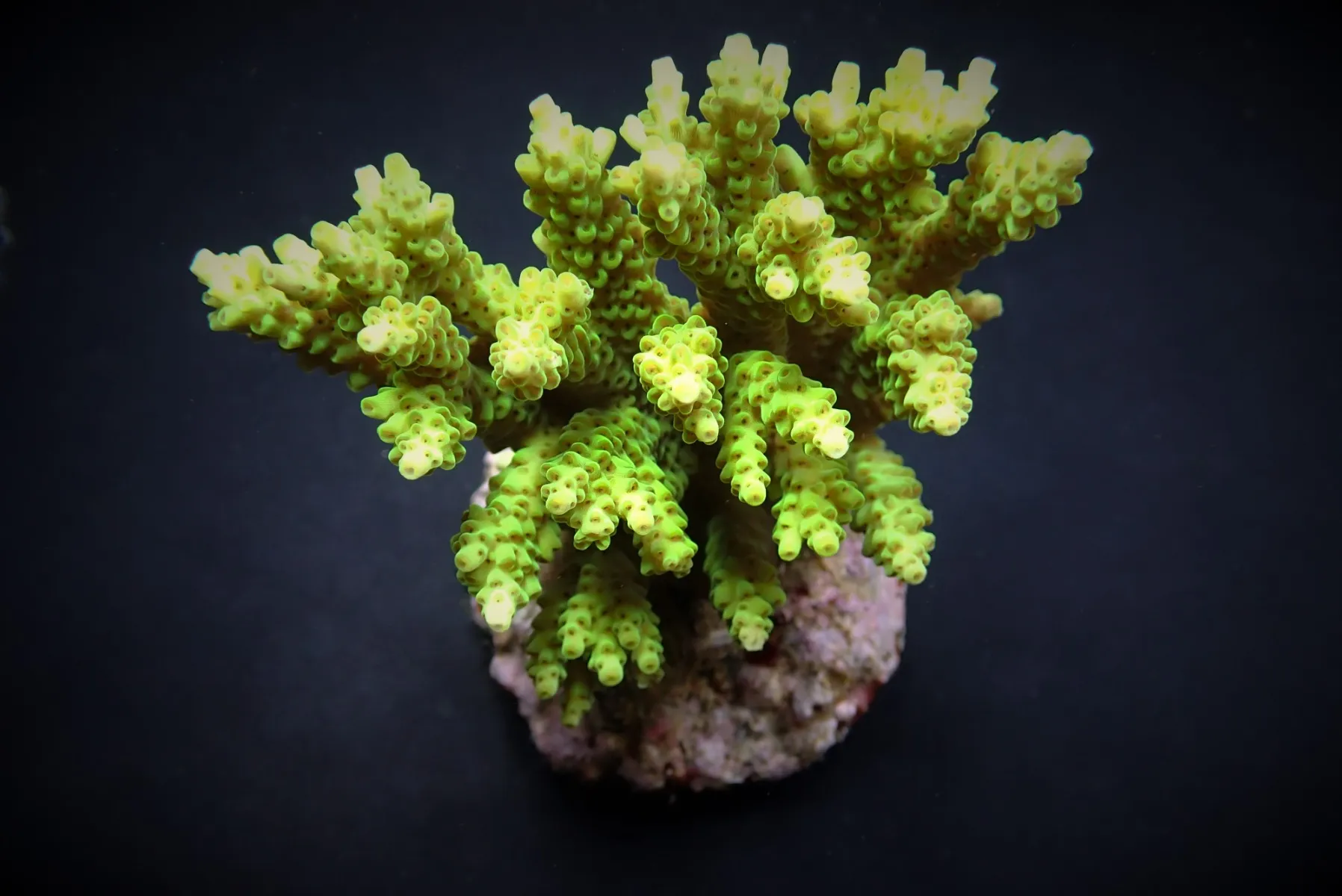Acropora selago | T