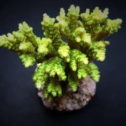 Acropora selago | L