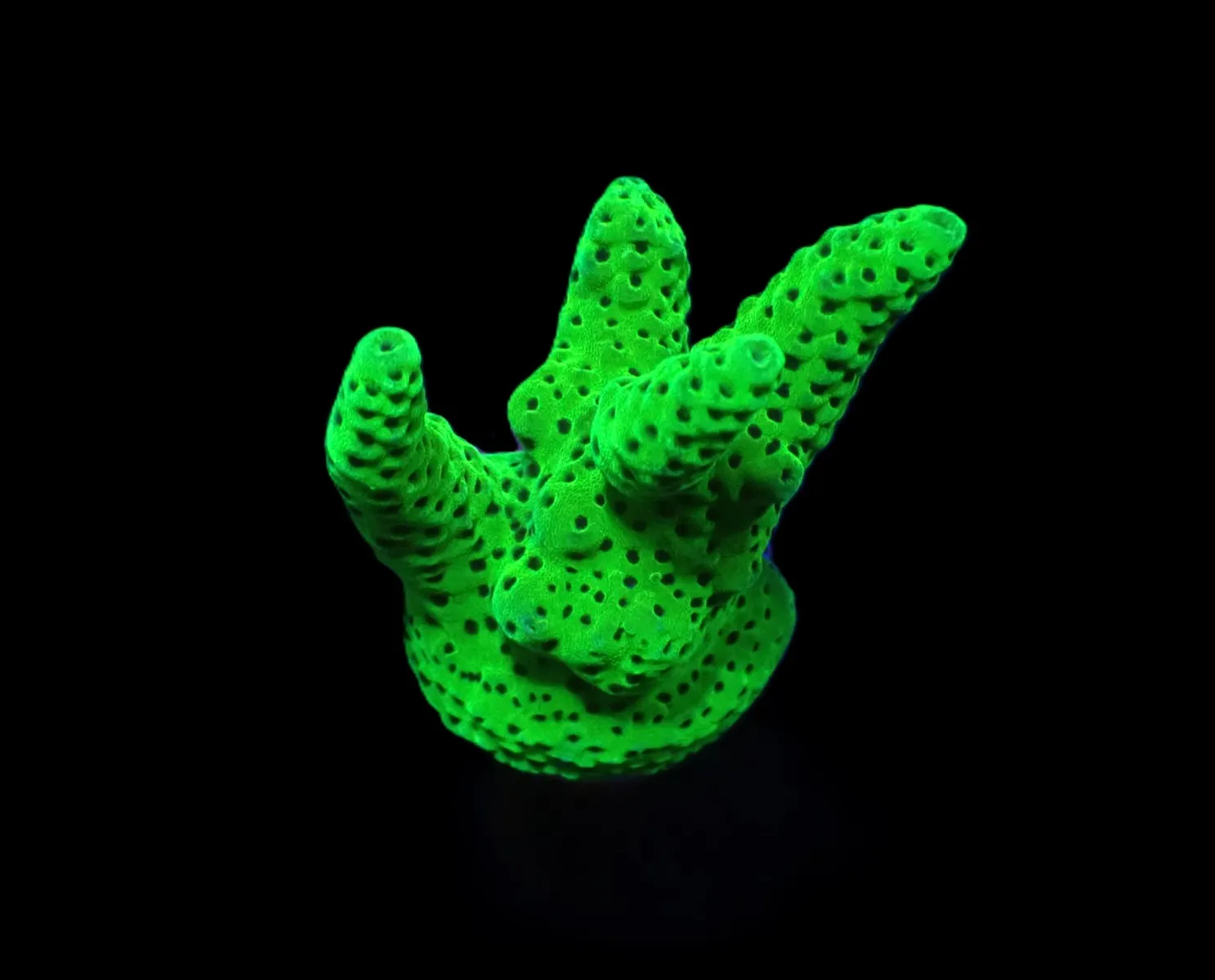 Acropora spp. (Green) (frag) | FRAG