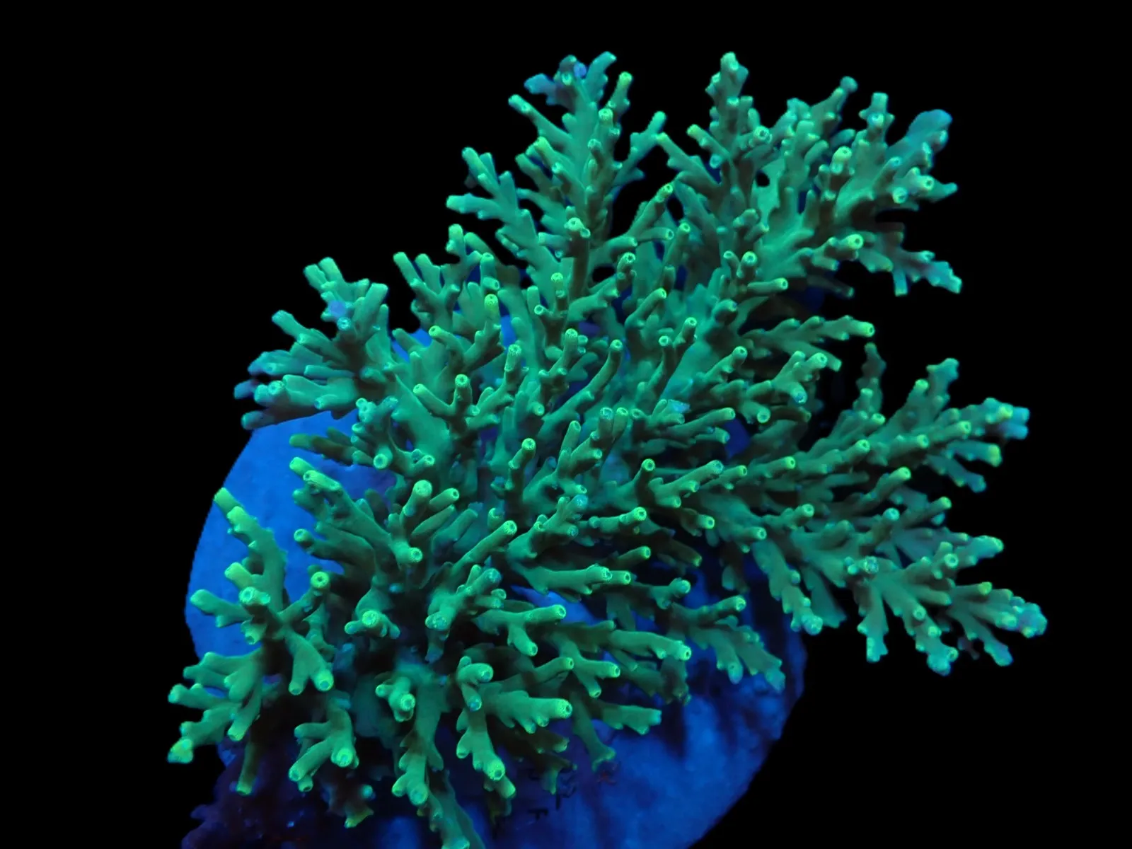 Acropora speciosa | T