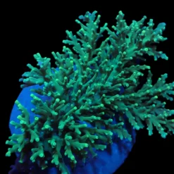 Acropora speciosa | M