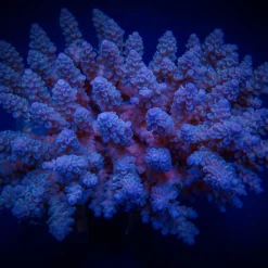 Acropora spp. (Blue) | XL